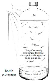 169x274 drawing of a brine shrimp bottle ecosystem - Ecosystem Drawing