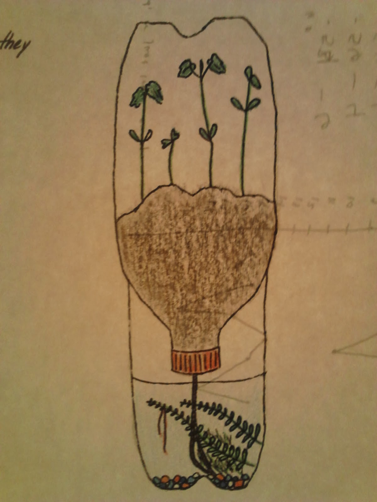 1200x1600 ecosystem observations obsevation - Ecosystem Drawing