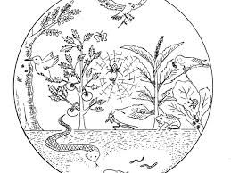 259x194 image result for ecosystem drawing agility drawings, home - Ecosystem Drawing