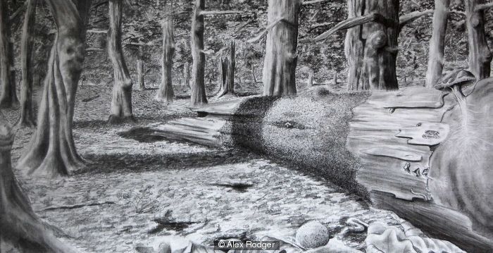 700x359 tree decay in the ecosystem drawing - Ecosystem Drawing