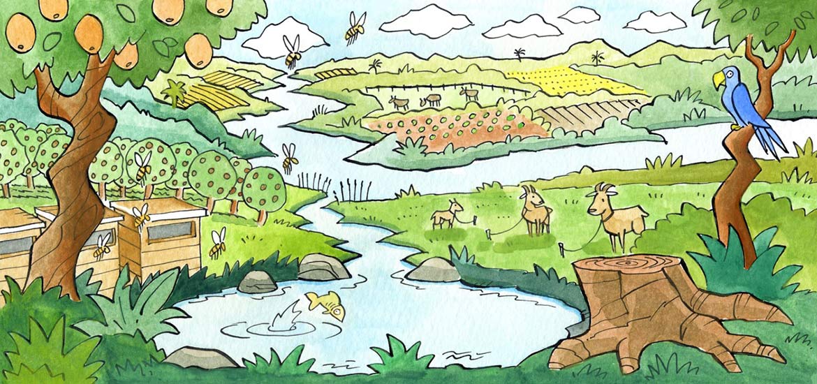 Ecosystem Drawing at Explore collection of