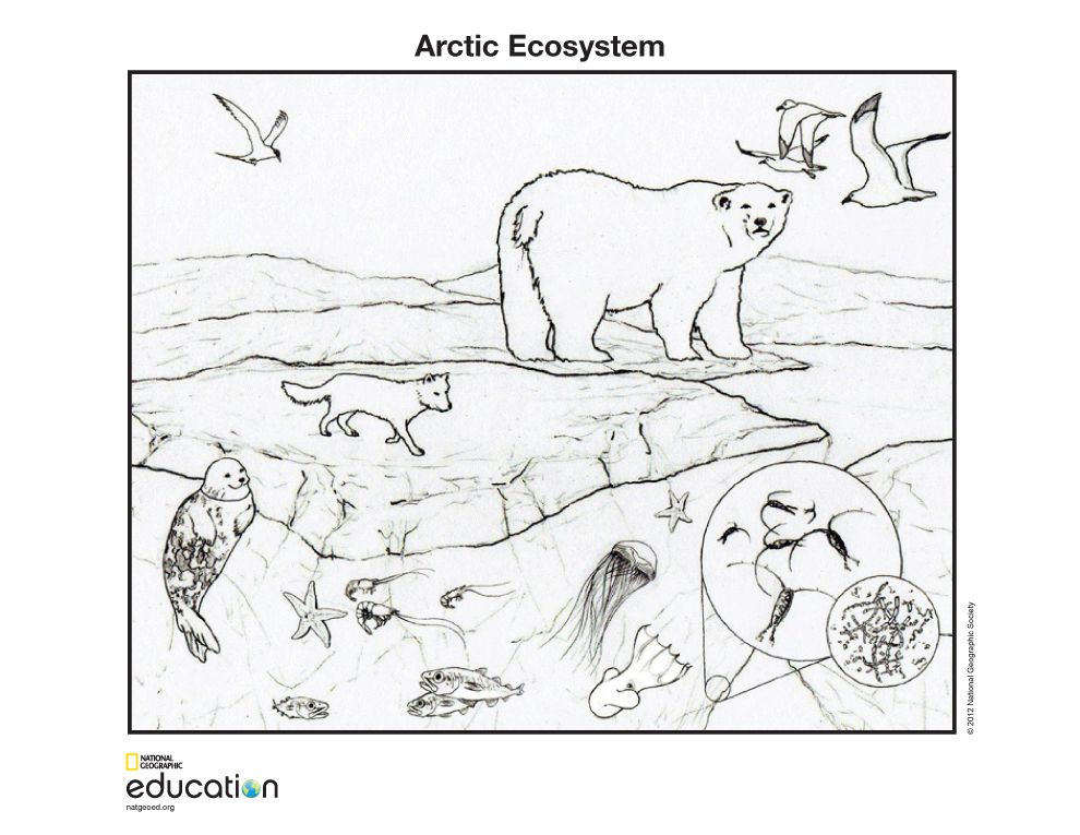 990x765 arctic ecosystem national geographic society - Ecosystem Drawing