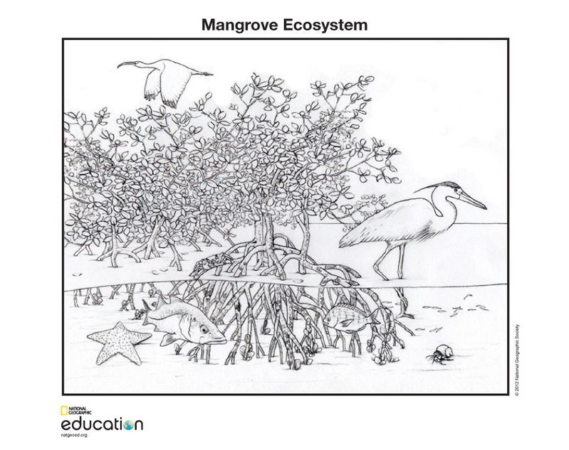 799x633 Coloring Pages National Geographic Society - Ecosystem Drawing With Labels