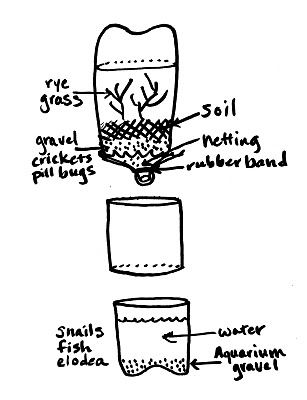 307x400 create your own ecosystem - Ecosystem Drawing With Labels