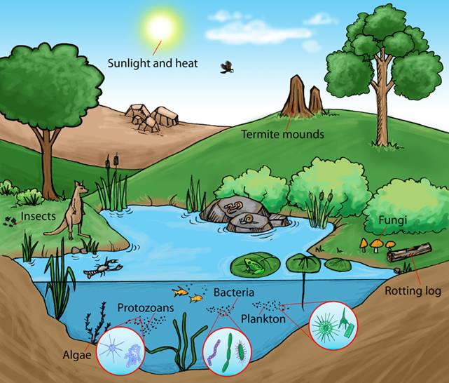641x546 ecosystem ed wetlands the wild focus project - Ecosystem Drawing With Labels