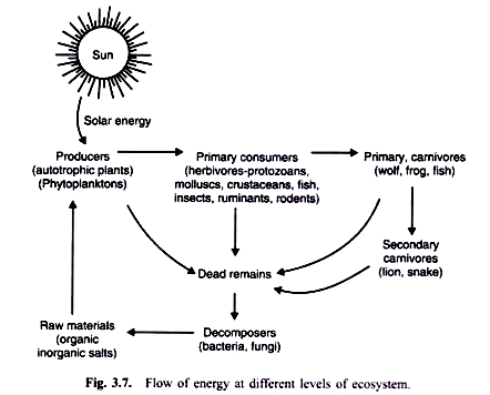 442x356 energy flow in an ecosystem - Ecosystem Drawing With Labels