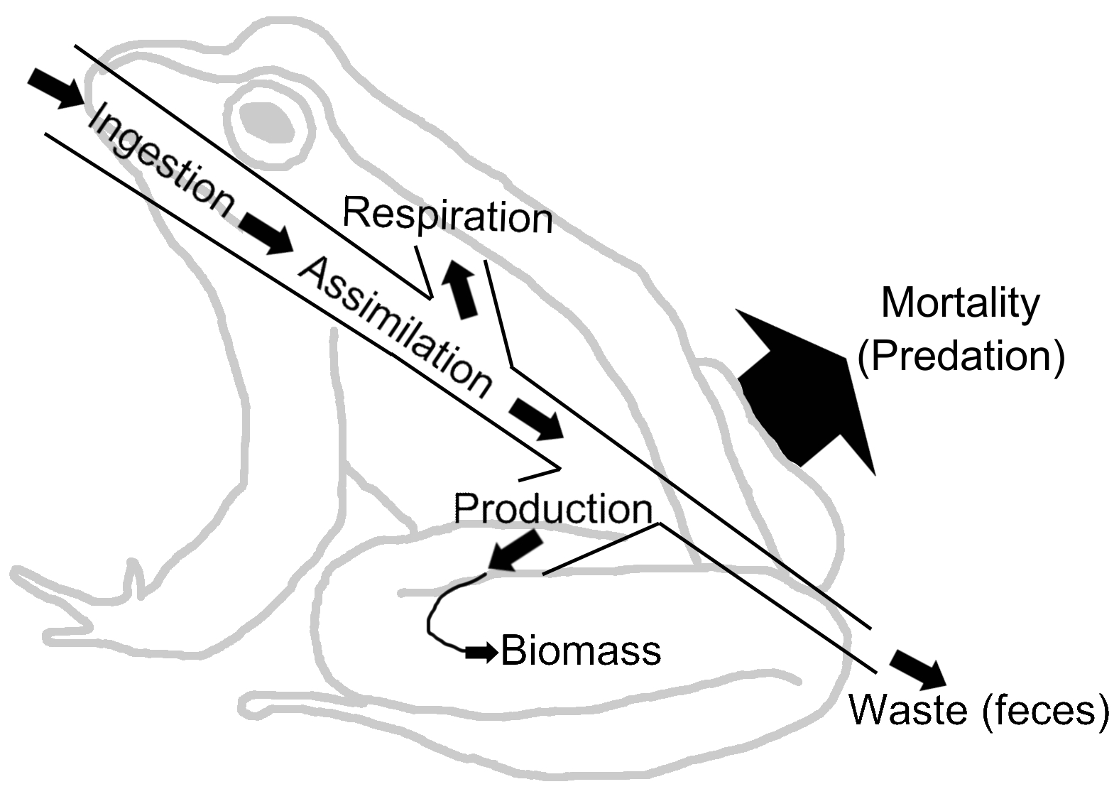 Ecosystem Drawing With Labels at Explore