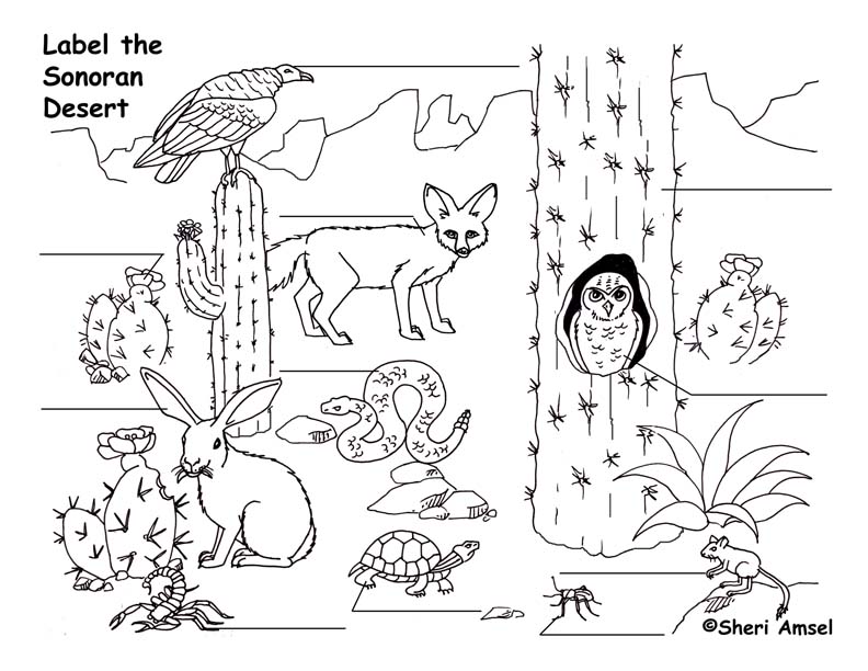 Ecosystem Drawing With Labels at Explore collection of Ecosystem Drawing