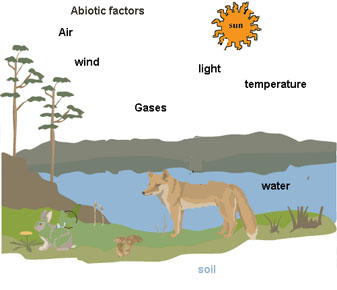 337x290 introduction to ecosystem - Ecosystem Drawing With Labels