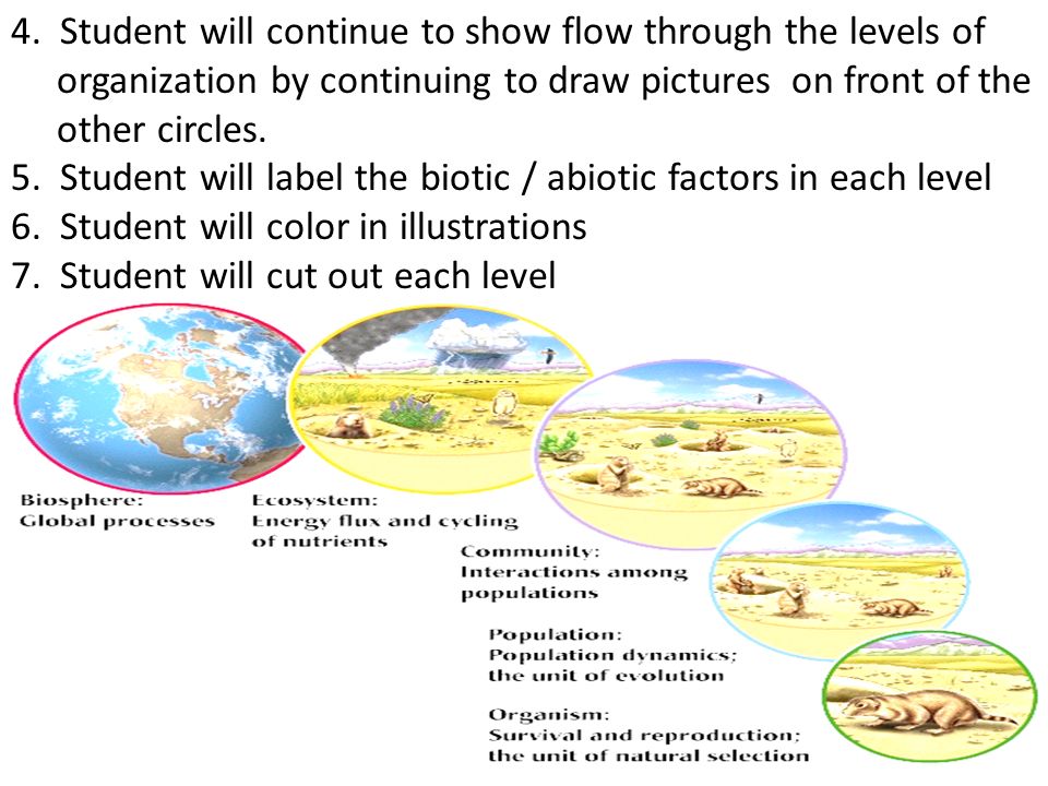 Ecosystem Drawing With Labels at Explore