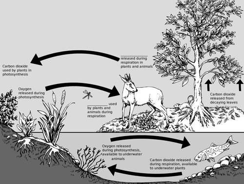 500x377 Natural Sciences Grade - Ecosystem Drawing With Labels