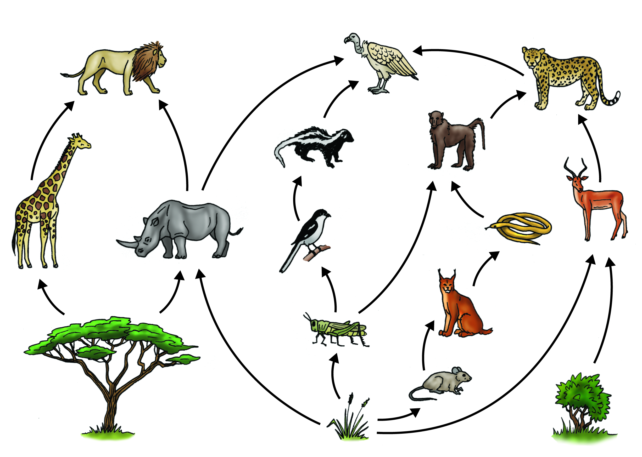 Ecosystem Drawing With Labels at Explore