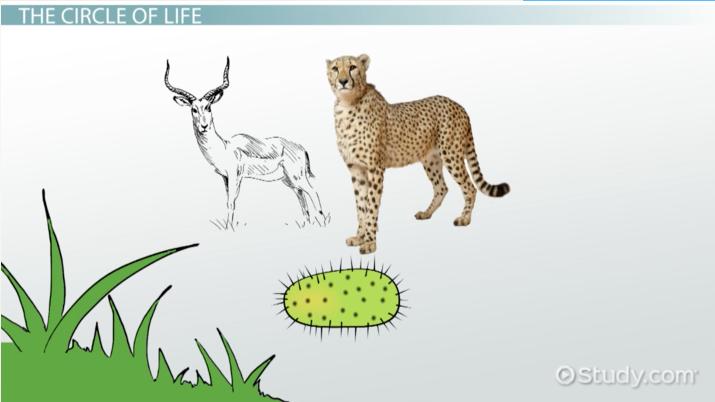 715x402 Producers, Consumers Decomposers In Ecosystems - Ecosystem Drawing With Labels