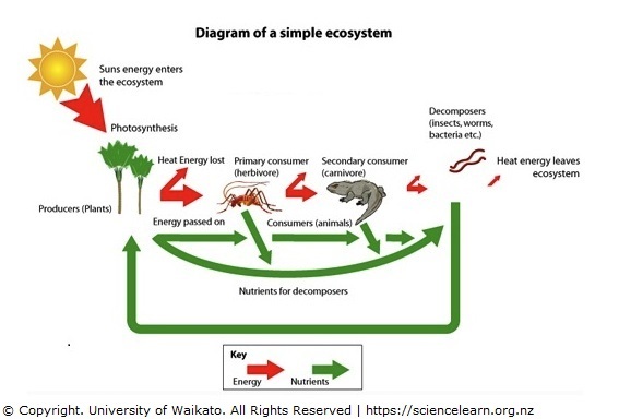 567x384 simple ecosystem diagram science learning hub - Ecosystem Drawing With Labels