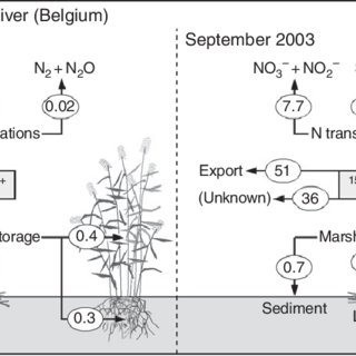 320x320 Transformations And Uptake Of Nh As Inferred - Ecosystem Drawing With Labels