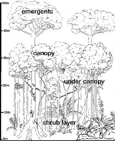 236x289 View Gallery With Tropical Rainforest Drawing Images Forest - Ecosystem Drawing With Labels