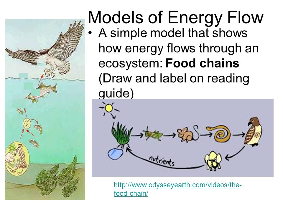 Ecosystem Drawing With Labels at Explore