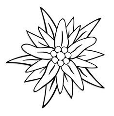 610+ Free Edelweiss Tattoo Simple HD Tattoo Photos