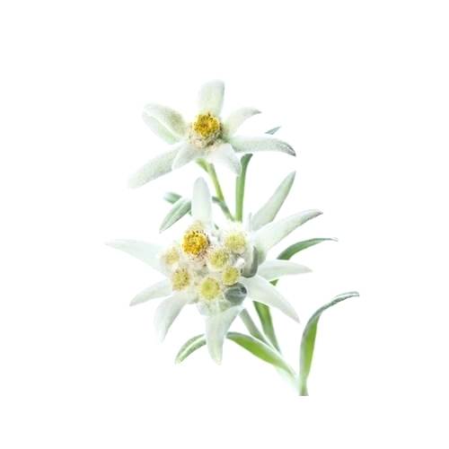 500x500 edelweiss flower plant drawing for sale seeds - Edelweiss Drawing