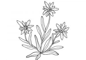 Edelweiss Drawing at PaintingValley.com | Explore collection of