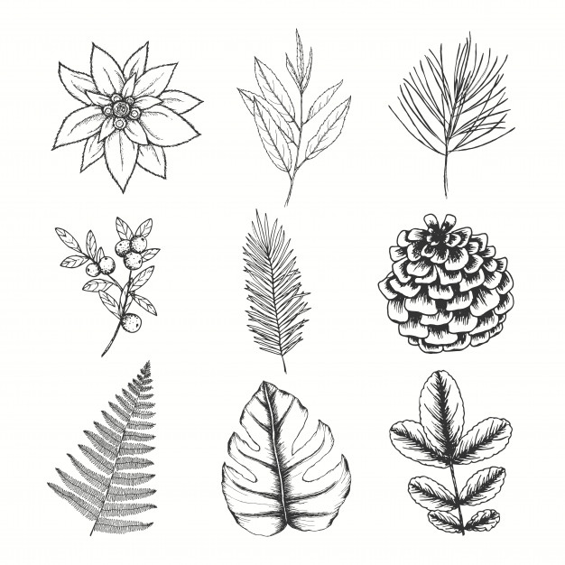 626x626 Edelweiss Vectors, Photos And Free Download - Edelweiss Drawing