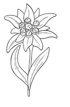 236x363 Edelweiss Clipart - Edelweiss Drawing