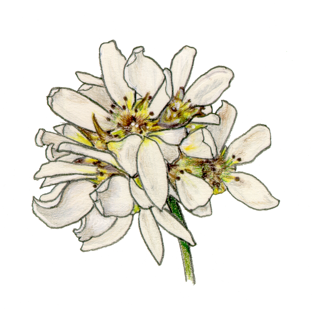 Edelweiss Drawing at Explore collection of