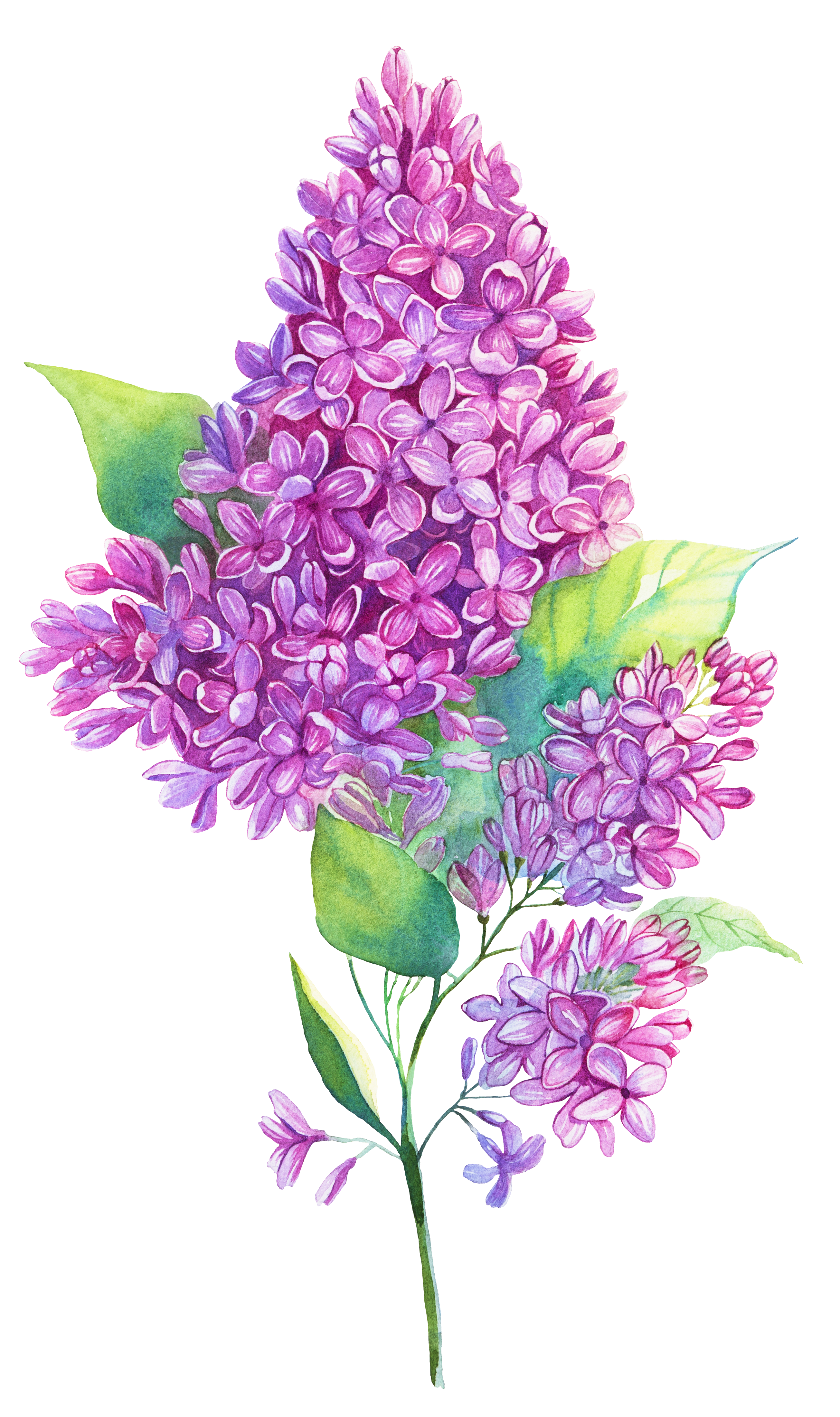 2609x4401 Edelweiss Drawing Purple Hyacinth Huge Freebie! Download - Edelweiss Drawing