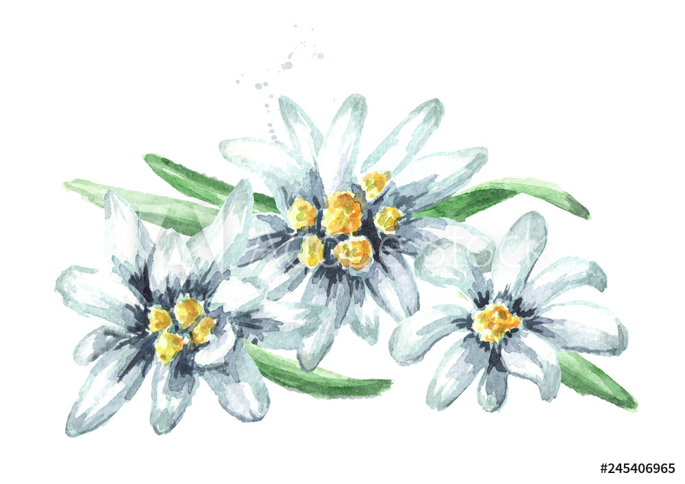Edelweiss Drawing at Explore collection of