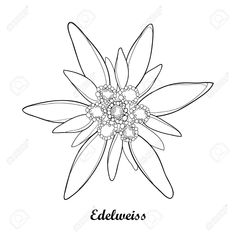 236x236 Edelweiss Flower - Edelweiss Drawing