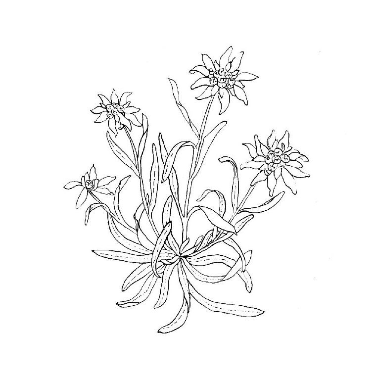 760x760 Edelweiss Tattoo - Edelweiss Drawing