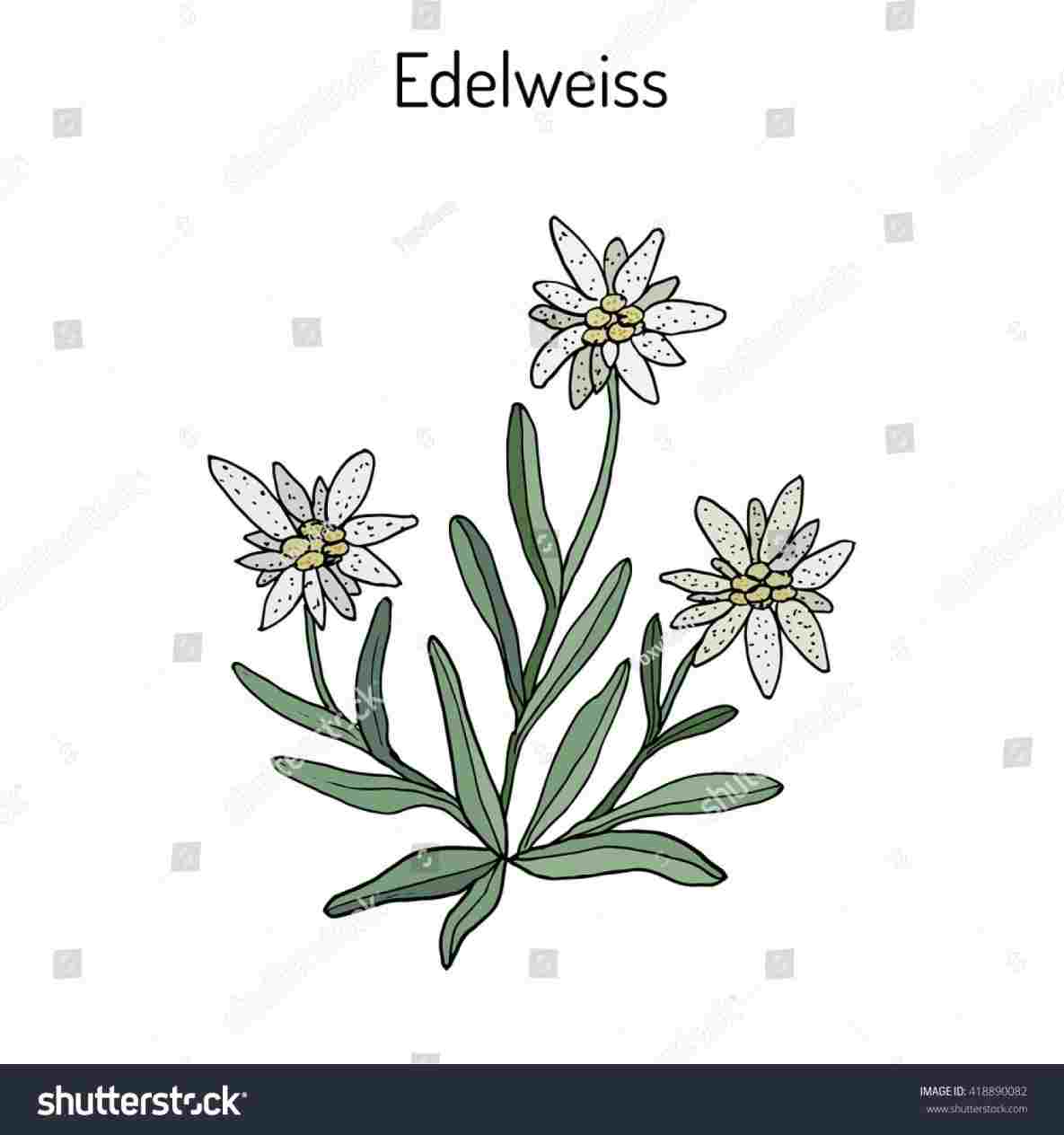 1185x1264 Rhcom Leontopodium Alpinum Hand Drawn Botanical Vector - Edelweiss Drawing