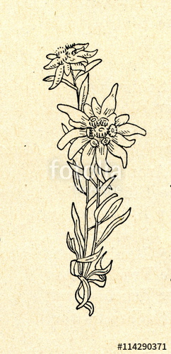 Edelweiss Drawing at PaintingValley.com | Explore collection of