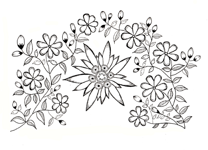 700x505 edelweiss flower drawing - Edelweiss Flower Drawing