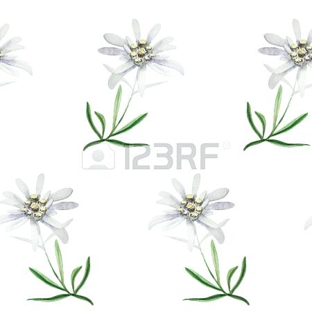 450x450 edelweiss flower flowers canada coderweb - Edelweiss Flower Drawing