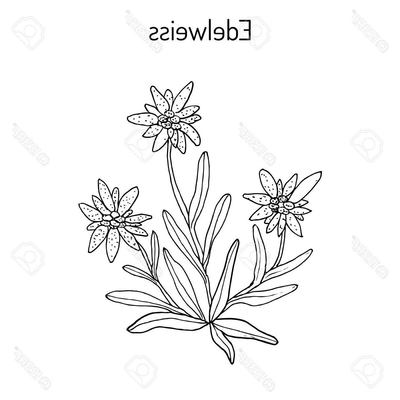 1300x1300 edelweiss flowers drawing - Edelweiss Flower Drawing