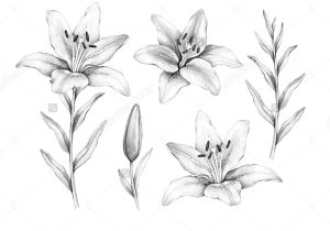 300x210 edelweiss flowers drawing - Edelweiss Flower Drawing