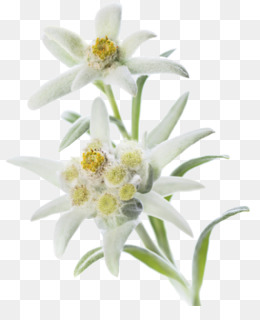 260x320 edelweiss png - Edelweiss Flower Drawing