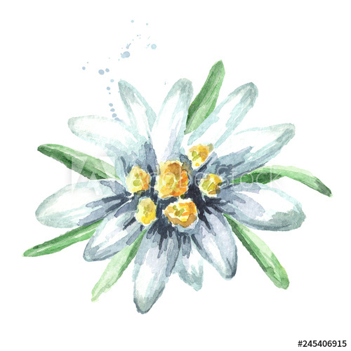 500x500 edelweiss flower - Edelweiss Flower Drawing