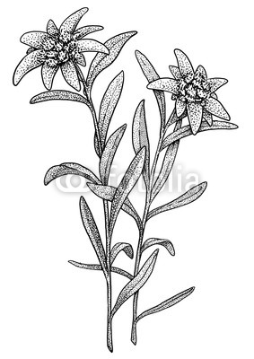 283x400 edelweiss illustration, drawing, engraving, ink, line art, vector - Edelweiss Flower Drawing