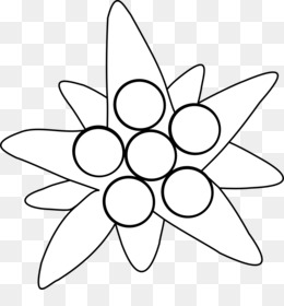 260x280 edelweiss png free download - Edelweiss Flower Drawing