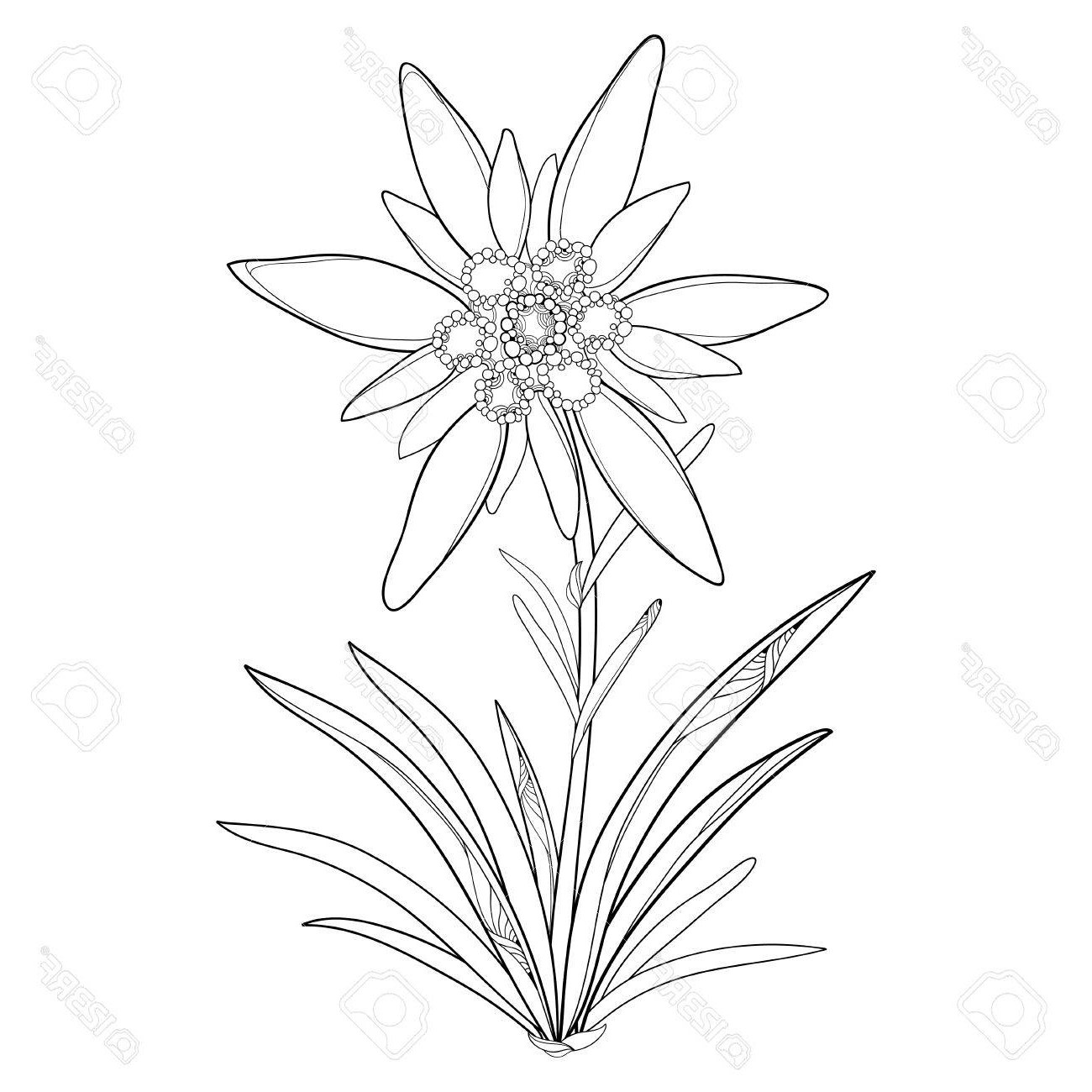 Featured image of post Edelweiss Flower Line Drawing Choose from 30 edelweiss graphic resources and download in the form of png eps ai or psd