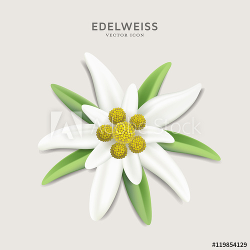 500x500 alpine edelweiss - Edelweiss Flower Drawing
