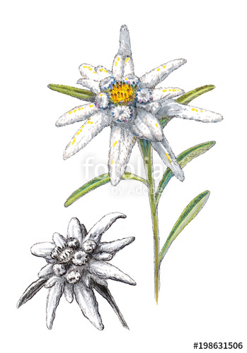 349x500 hand drawn illustration of edelweiss on the white background - Edelweiss Flower Drawing