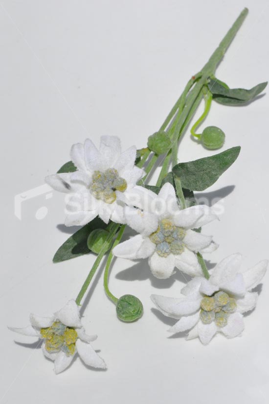 550x825 photos artificial edelweiss flower - Edelweiss Flower Drawing