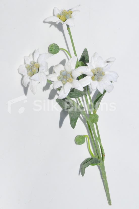 550x825 photos buy silk edelweiss flowers - Edelweiss Flower Drawing