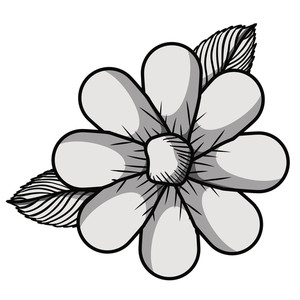 300x300 edelweiss flower drawing royalty free vectors - Edelweiss Flower Drawing