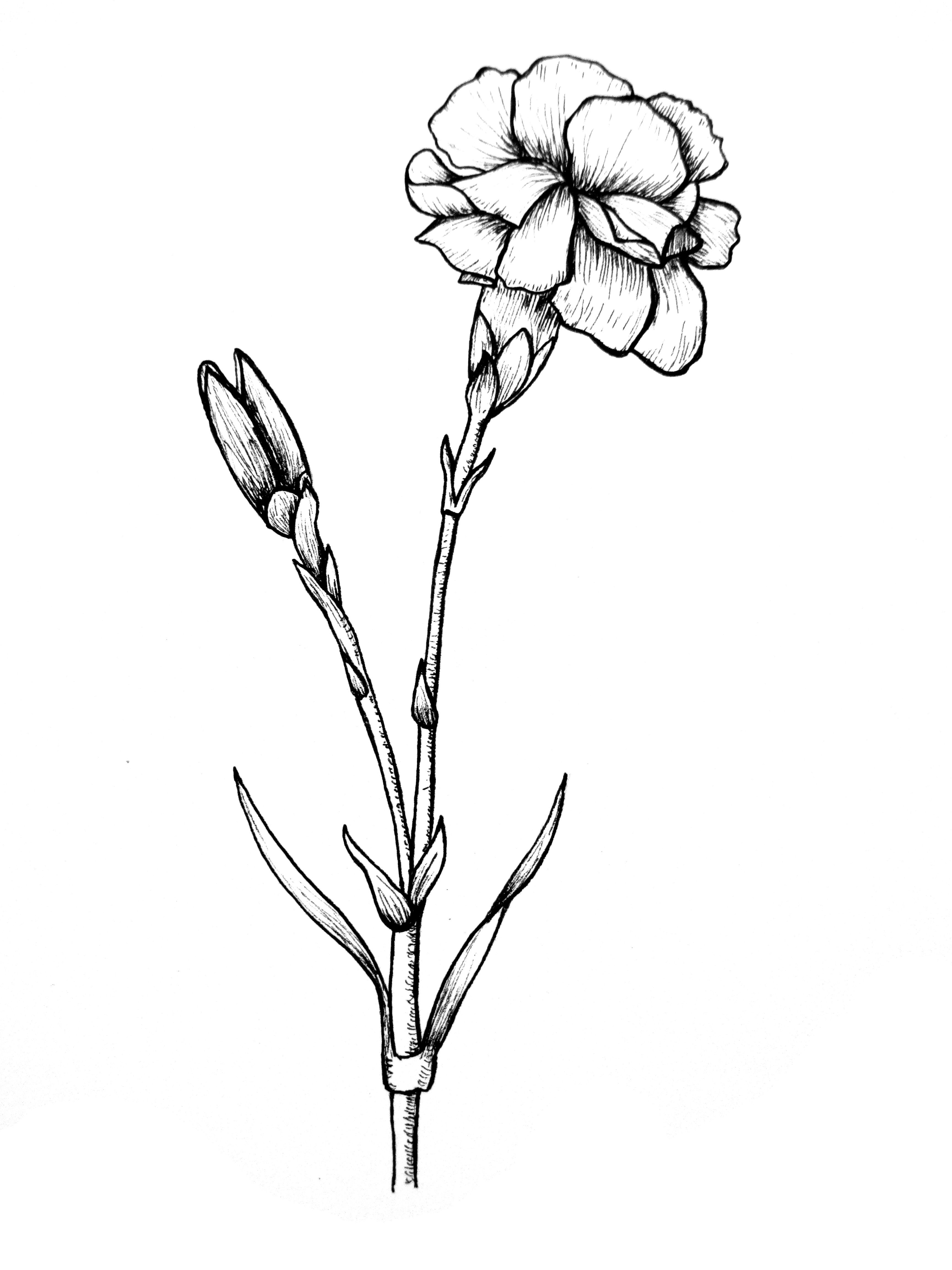 3456x4608 awesome pencil drawings of flowers and vines - Edelweiss Flower Drawing