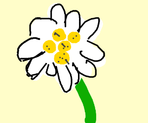 300x250 edelweiss - Edelweiss Flower Drawing