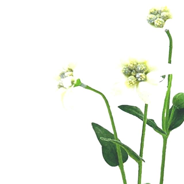 640x640 edelweiss flower artificial spray white seeds for sale uk drawing - Edelweiss Flower Drawing